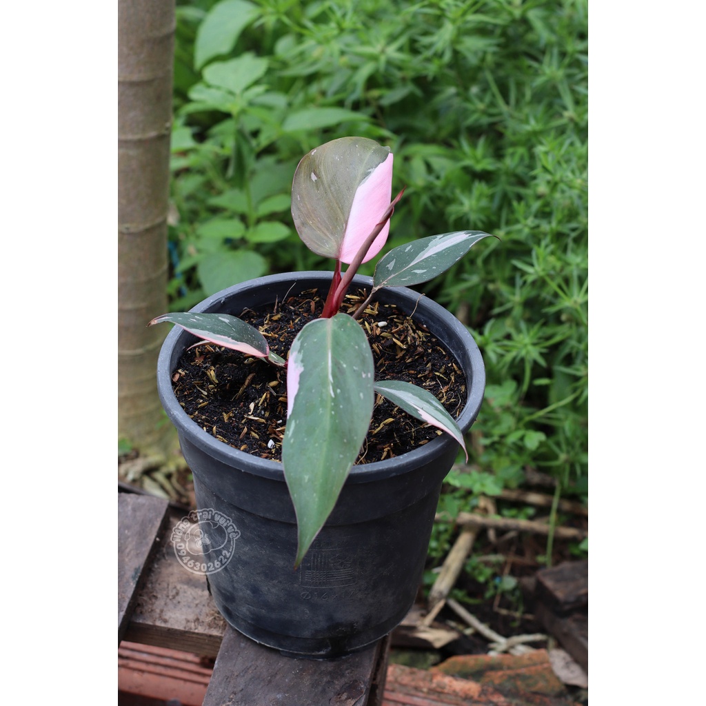 Philodendron pink princess/ pink princess (Lady Lipstick) | Shopee ...