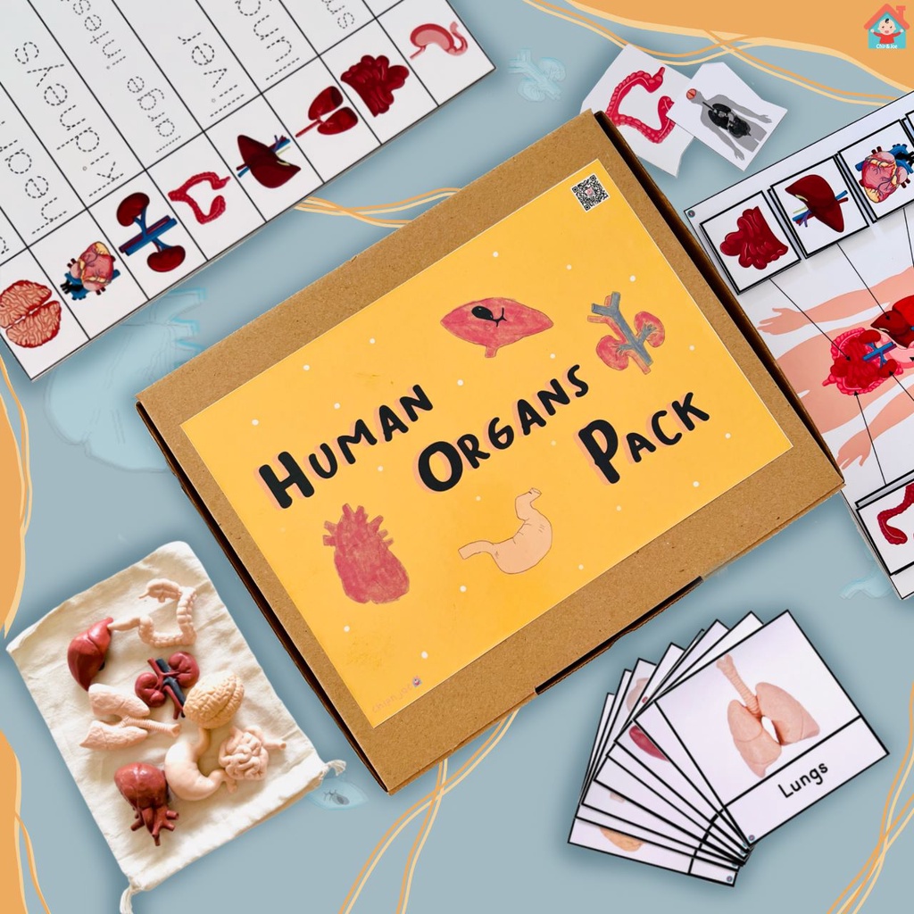 Human Organs Pack Learning Kit Montessori Human Body Organs | Shopee ...