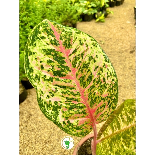 allergie voor anthurium Fleur artificielle tige d'Anthurium - dcoration florale