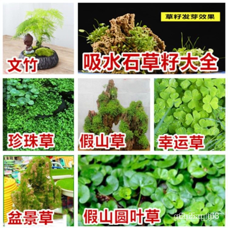 Spot seedsRockery Grass Seed Landscape Bonsai Grass Pearl Grass Seed