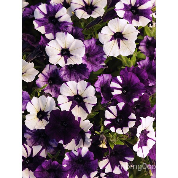 High quality seeds in stock in Thailand Aga shop trailing petunia ...