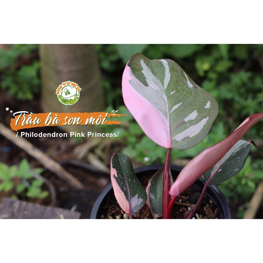 Philodendron pink princess/ pink princess (Lady Lipstick) | Shopee ...