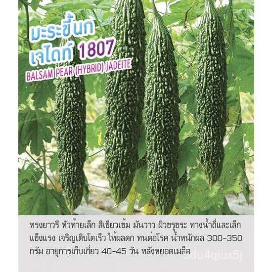 High quality seeds in stock in Thailand plump seeds, bitter gourd