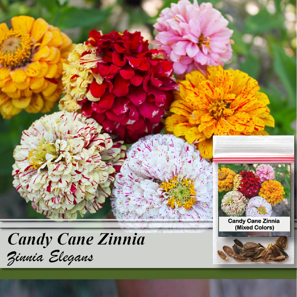 Elegans Candy Cane Zinnia 20 Seeds Mixed Colors Shopee Philippines