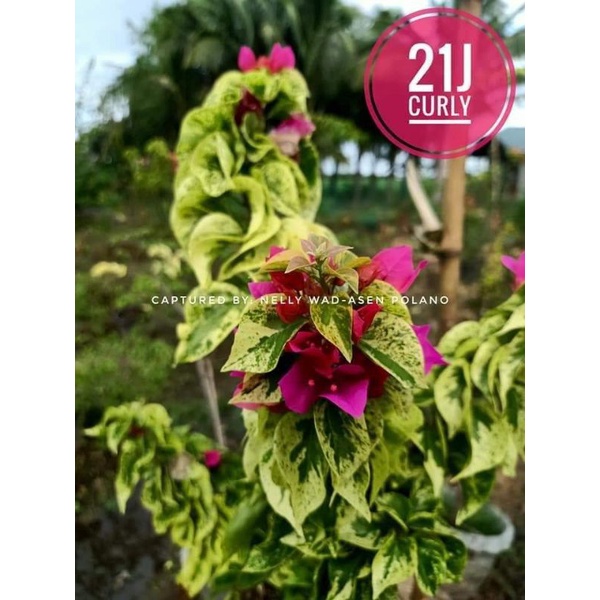 SALE!!! RARE BOUGAINVILLEA CUTTINGS ONLY! Shopee Philippines