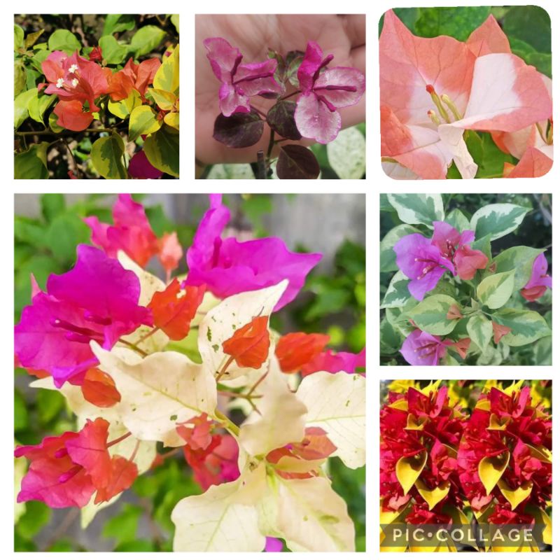 MAHARANI, MOONLIGHT JEWEL &4 MORE RARE VARIETIES TOP RARE BOUGAINVILLEA ...