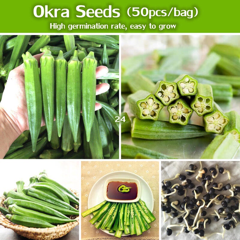 VEGGIES SEEDS Red Green Okra Seeds for Planting (50 Seeds/Pack) High
