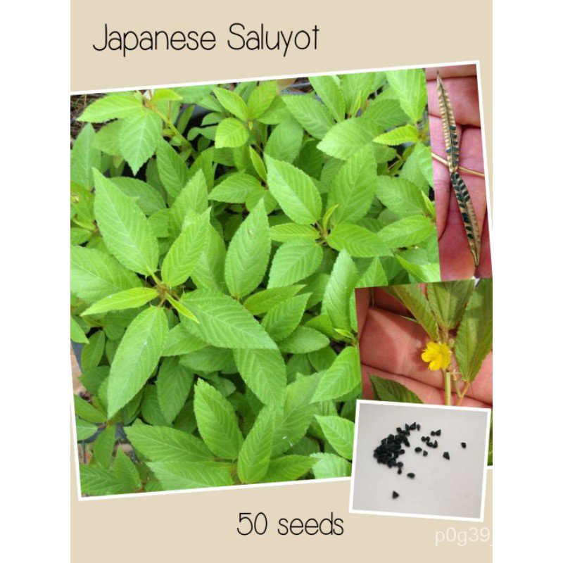 Japanese Saluyot 50 seeds repack Nalta jute from Greenseedsseeds U8N5