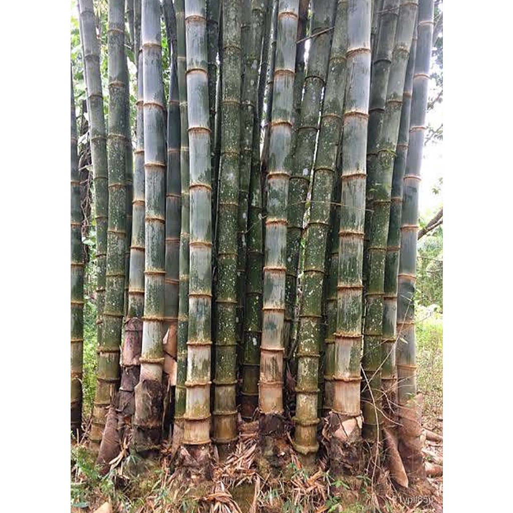 2022 cheap price discount bamboo six giant The plump seeds giant bamboo