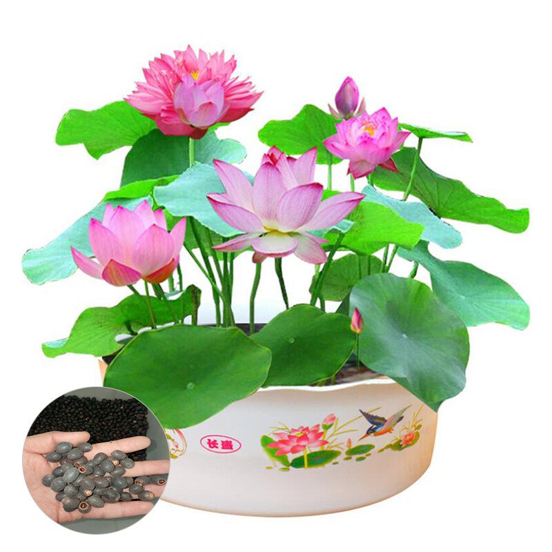 2022 genuine 100% Japanese dwarf Lotus mixed Lotus, small lotus flower ...