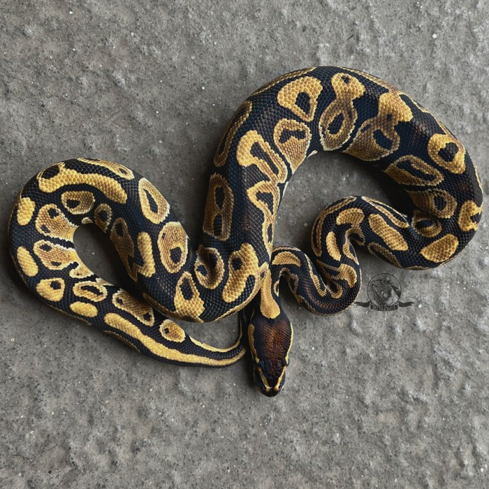 Ball Python Normal Baby Size - snake Beginners Not A snake corn ...