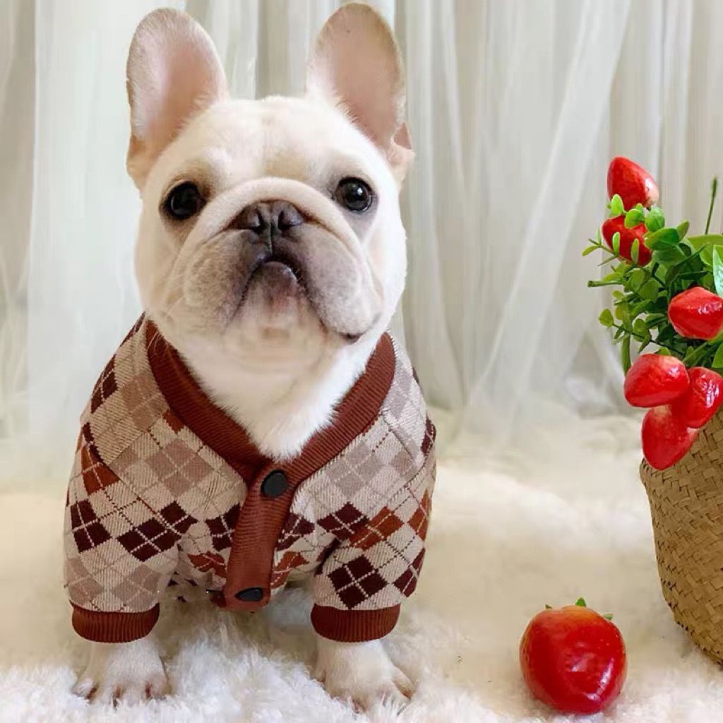 French bulldog button down shirt best sale