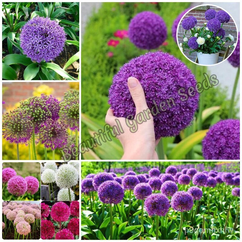 High quality seeds in stock in Thailand plump seeds, big onion seeds