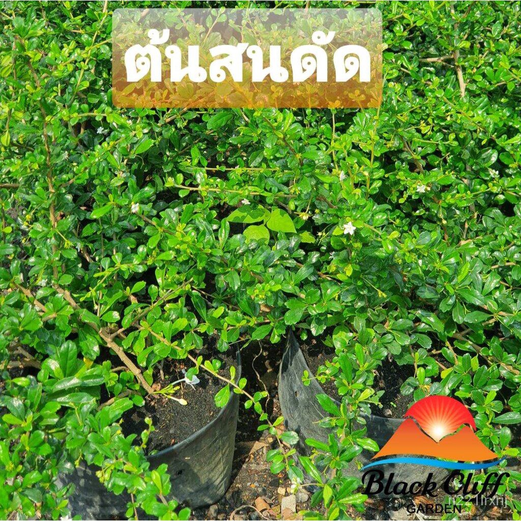 2022, 10 bending pine trees, bending pine wood, making wood fences like the sun, can be curled