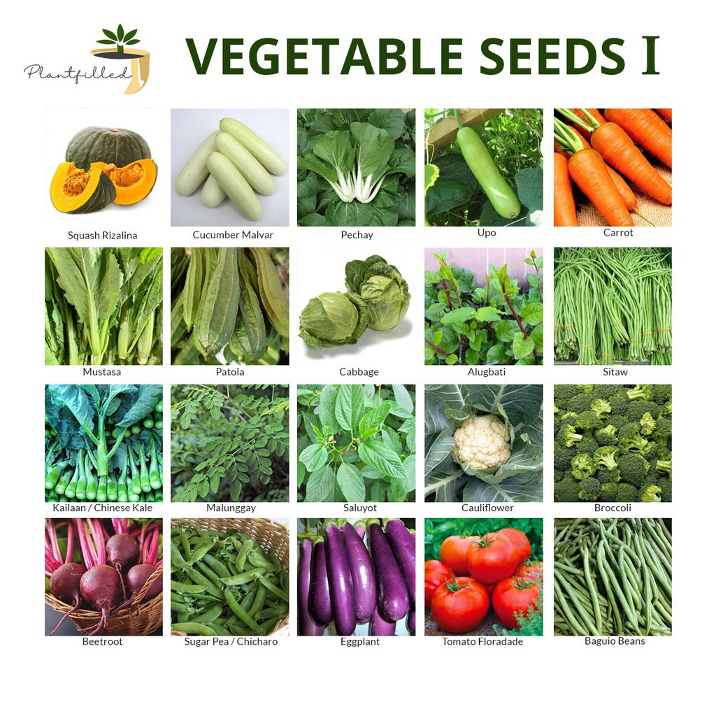 Spot 100% plump seeds[Plantfilled] Vegetable Seeds I | Squash Cucumber ...