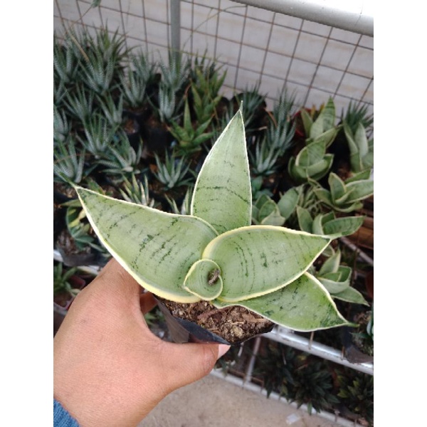 night owl sanseveria | Shopee Philippines
