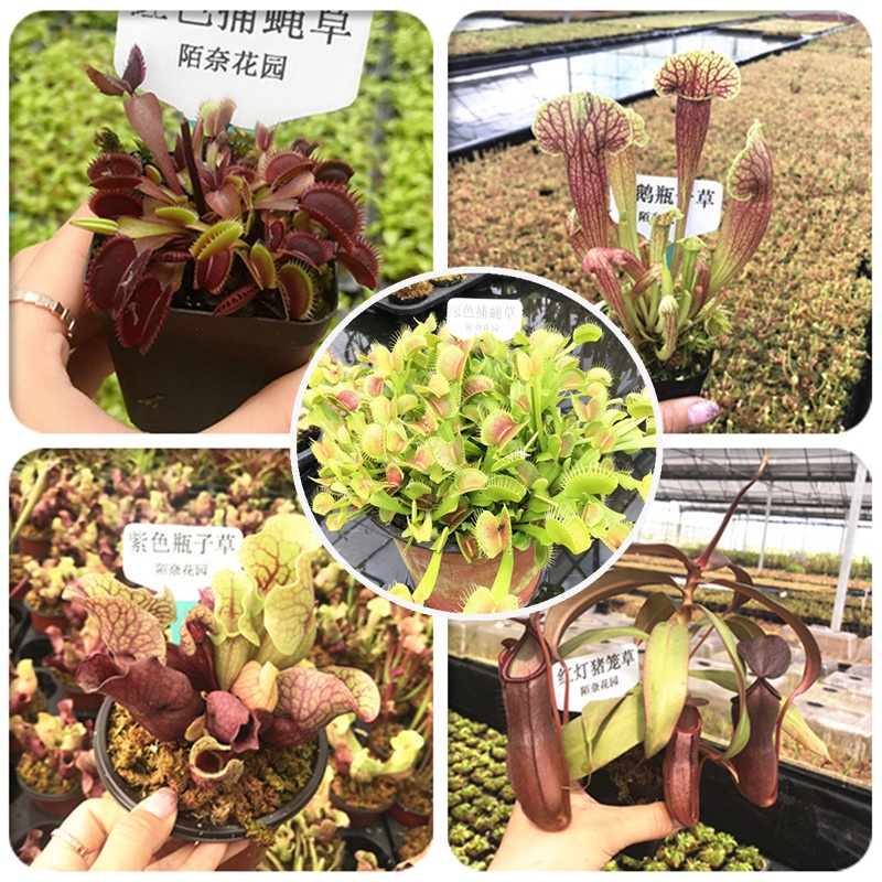 Venus flytrap to catch bugs, pitcher plant, traps, insectivorous plants