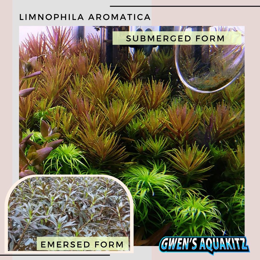 RARE AQUATIC PLANTS - sold per 5 stems [AR, Limnophila, Staurogyne ...