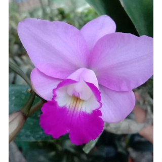 CATTLEYA BLOOMING SIZE