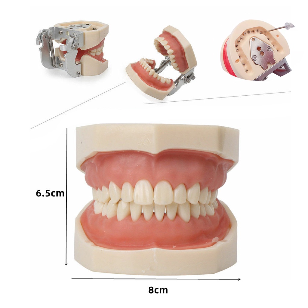 Dental Model Removable Replacement Tooth False Screws Standard Gum