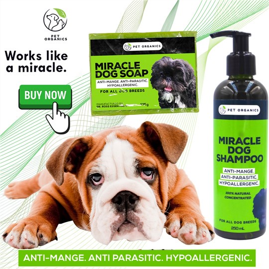 For your beloved puppies!! MIRACLE DOG SOAP & SHAMPOO BEST for Anti ...