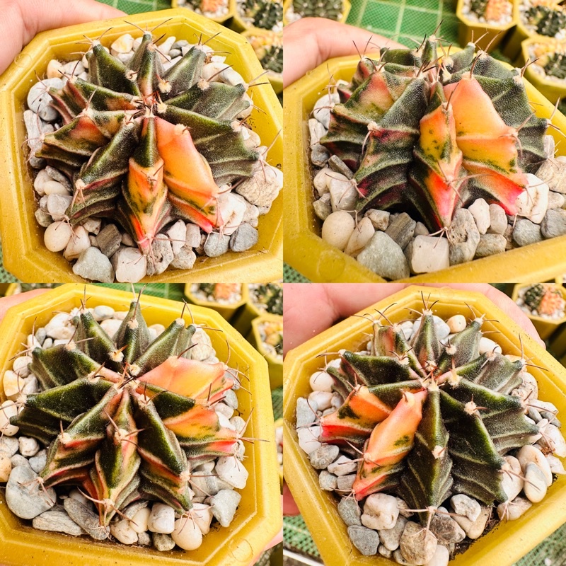 Thailand Variegated Gymno batch 2 | Shopee Philippines