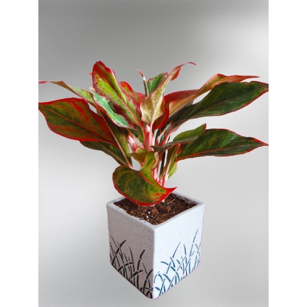 rolling nature Goodluck Plant Red Aglaonema Siam Aurora Chinese