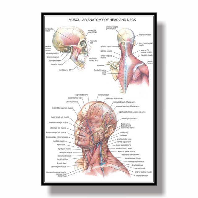 Skeleton Muscular System Anatomical Poster Muscle Anatomy Chart ...