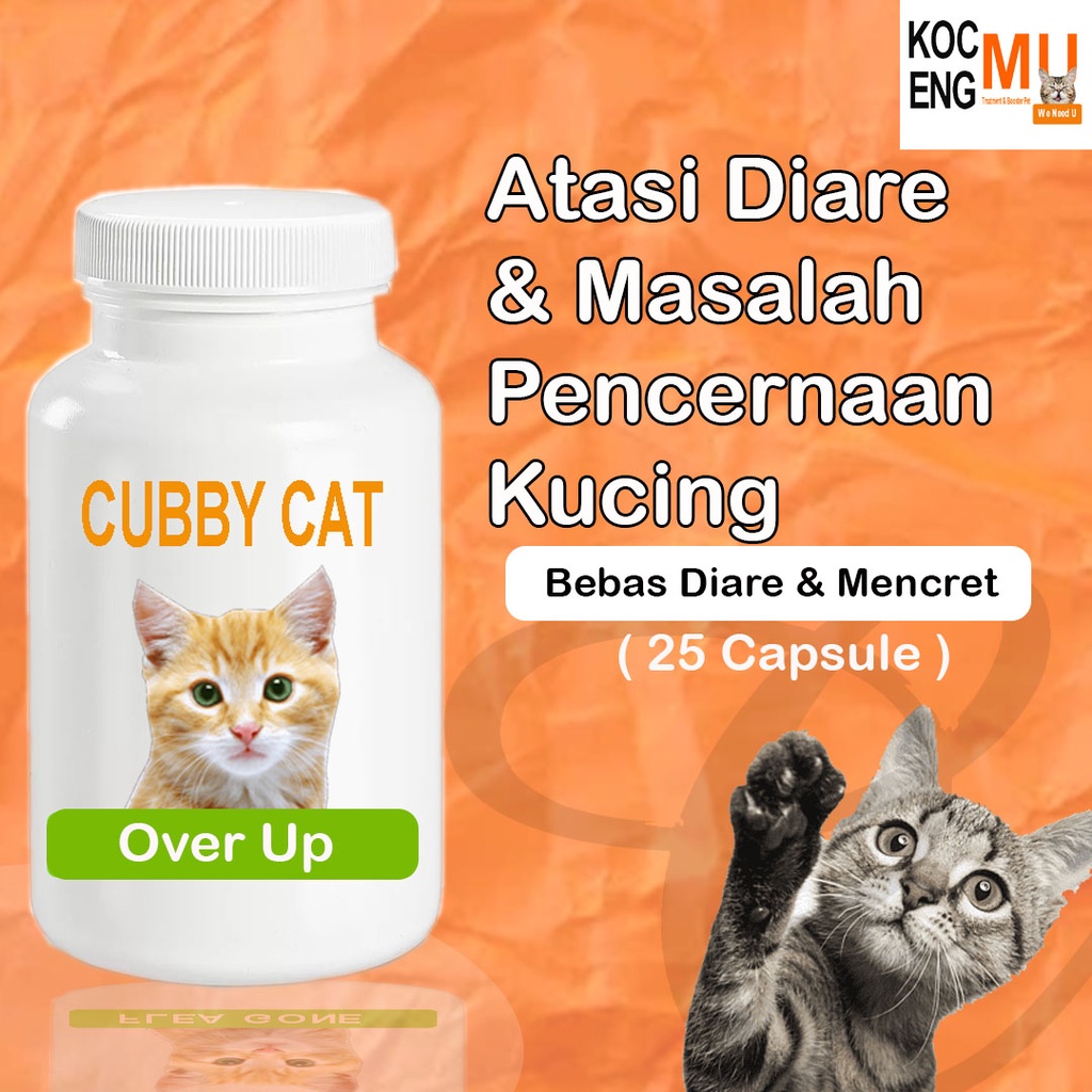 Kitten Cat Diarrhea Medicine Kitten Cat Creaking Medicine Cubbycat Over