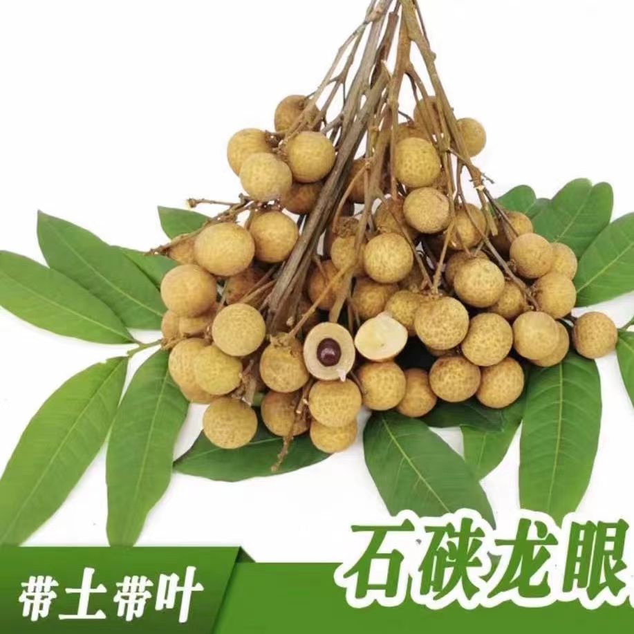 Fruit seedlings of fruit trees Longan grafted seedlings bearing