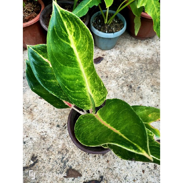 aglaonema big mama(lokaly grown) Shopee Philippines