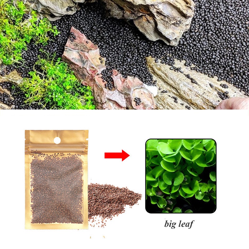 5g Aquarium Plants Aqua Soil Aquatic Plant Seeds Water Grass Seeds for