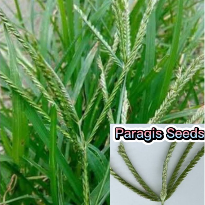 Paragis seeds ( Approx 75 seeds) goosegrass seeds | Shopee Philippines