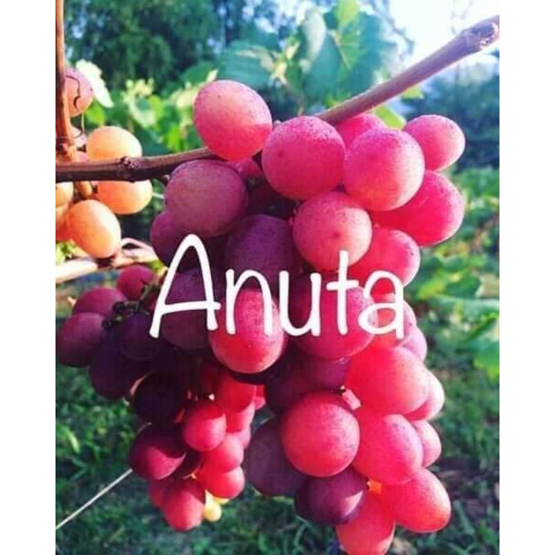 ☸ ANUTA GRAPES CUTTINGS! SALE!!! P85.00 PER CUTTING ONLY ON SHOPEE SALE