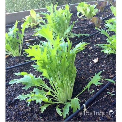 spot seeds350 SEEDS of MIZUNA LETTUCE / JAPANESE MUSTARD / SPIDER