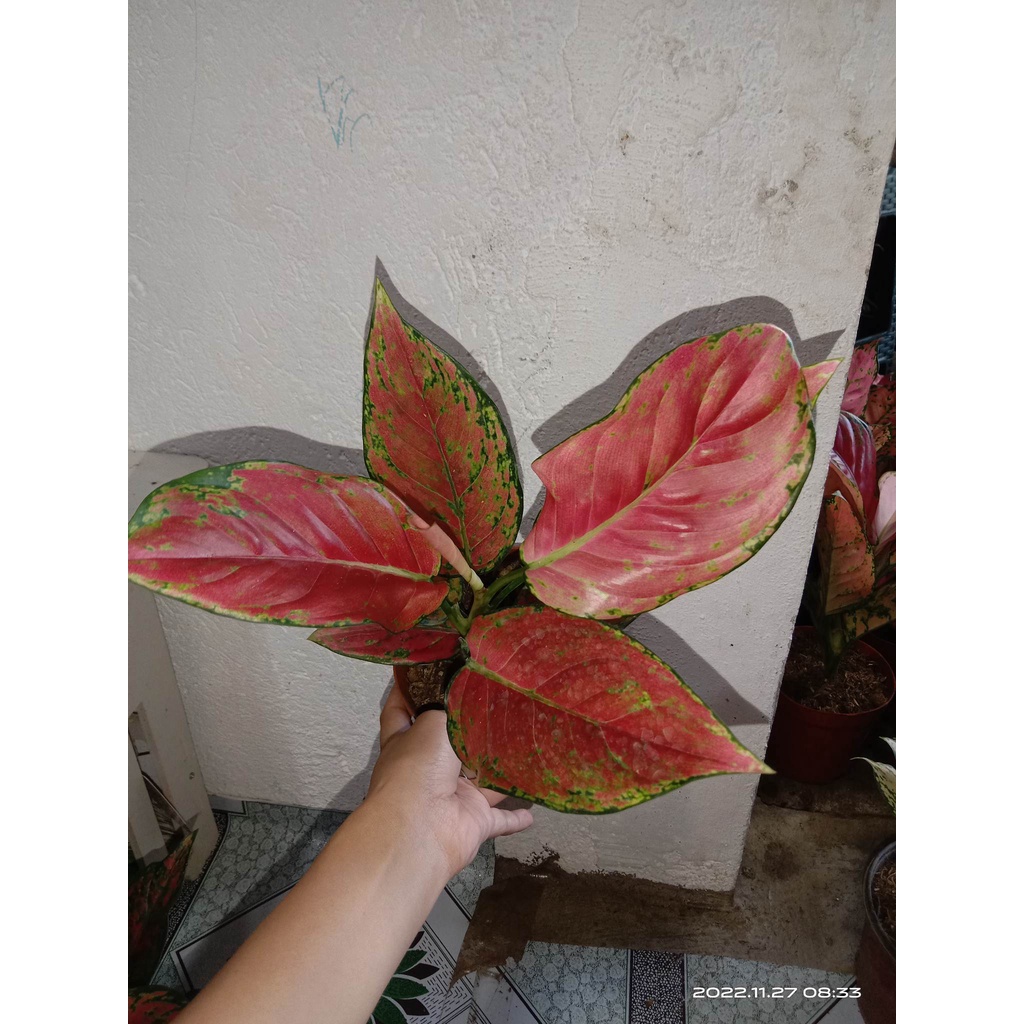 Red Dragon Aglaonema | Shopee Philippines
