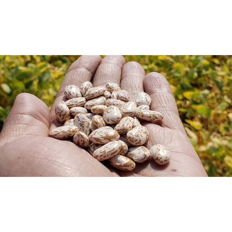 Pinto Bean Seeds (4 pieces) Shopee Philippines