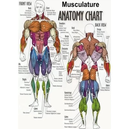 Muscular System Anatomical Poster Muscle Anatomy Chart Anatomical Chart ...