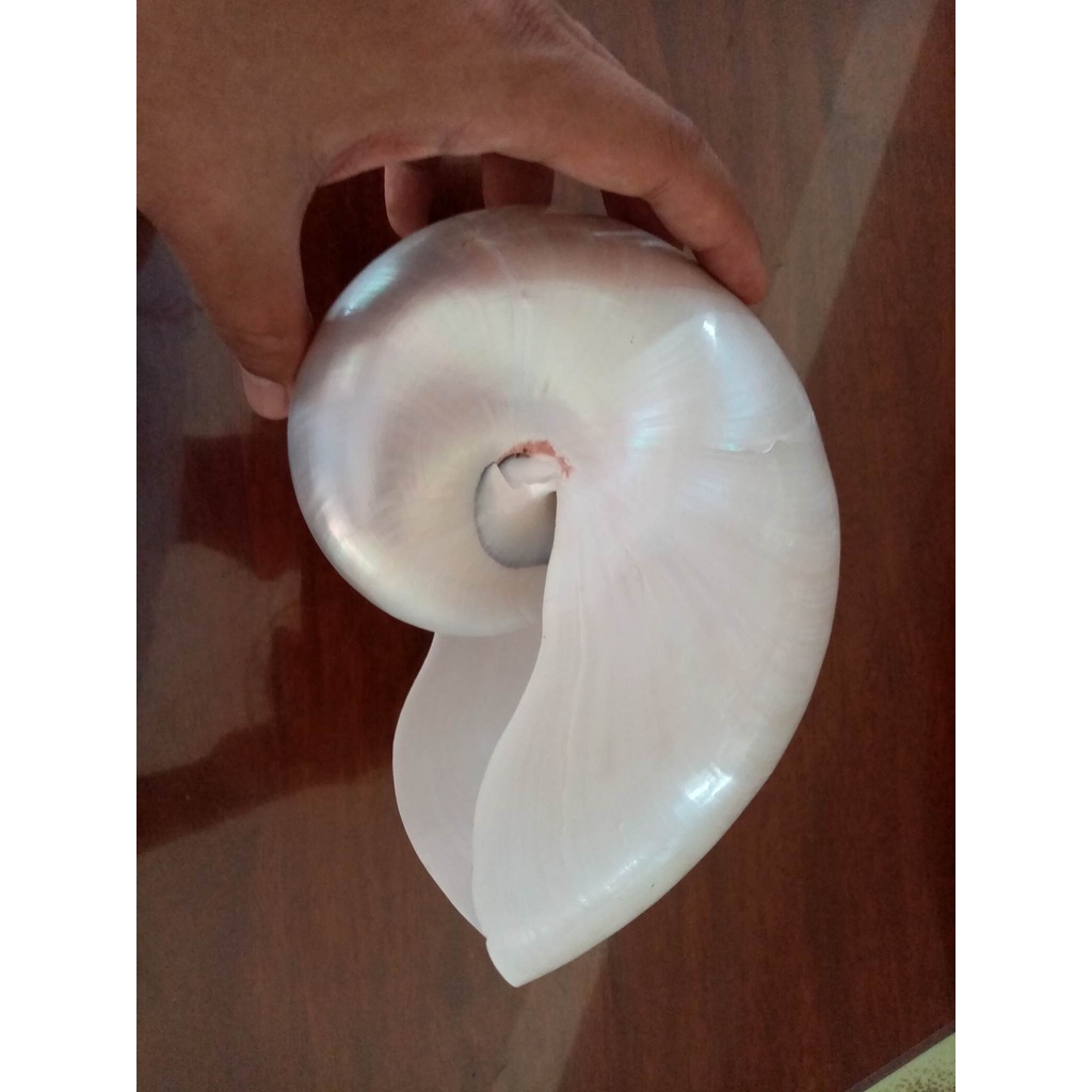 Real Seashell l Chamber Nautilus Pearlized l JUMBO l | Shopee Philippines