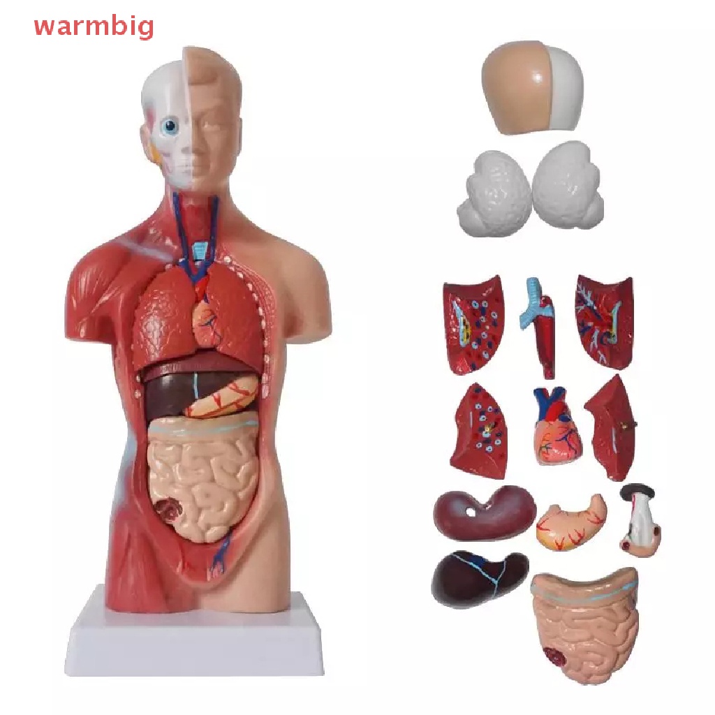 (warmbig) Unisex Human Torso Body Anatomy Anatomical Model Internal ...