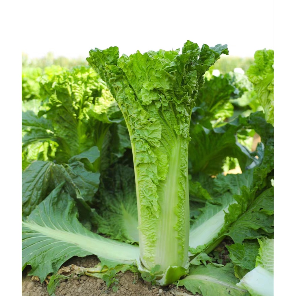Rocket cabbage seeds, pack of 100 seeds | Shopee Philippines