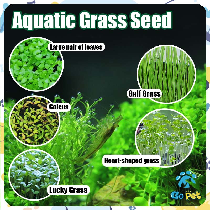 Aquatic Grass Seed Aquarium Decoration Quickly Landscaping Aquatic Plants Aquarium Plants