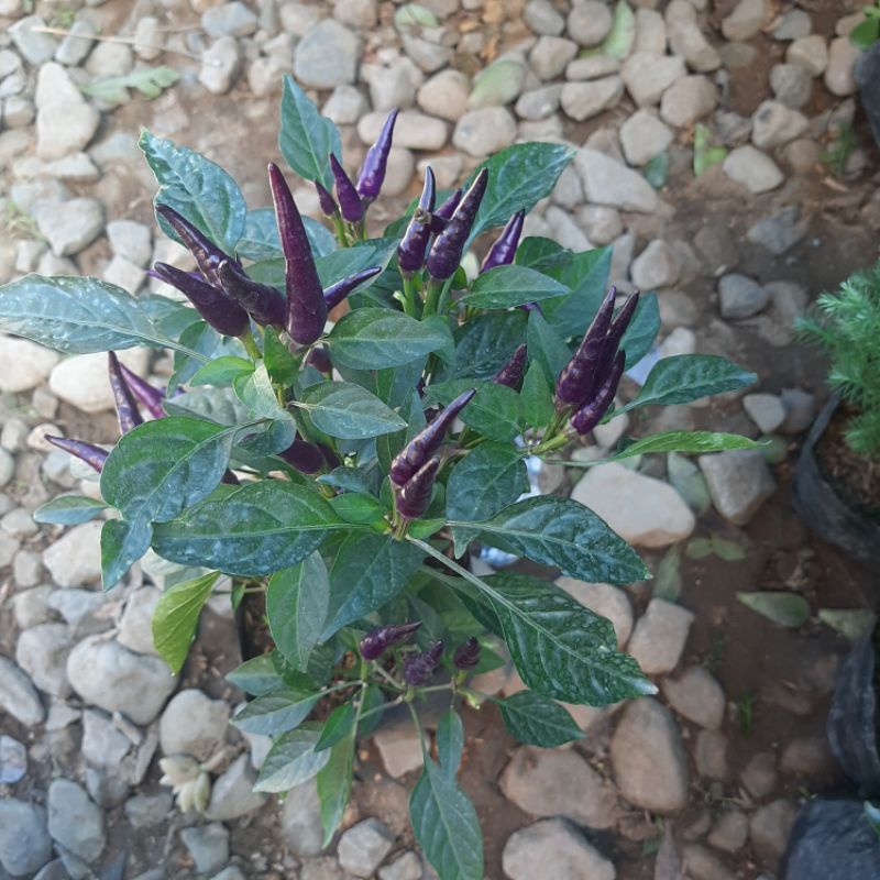 Shop sili plant for Sale on Shopee Philippines