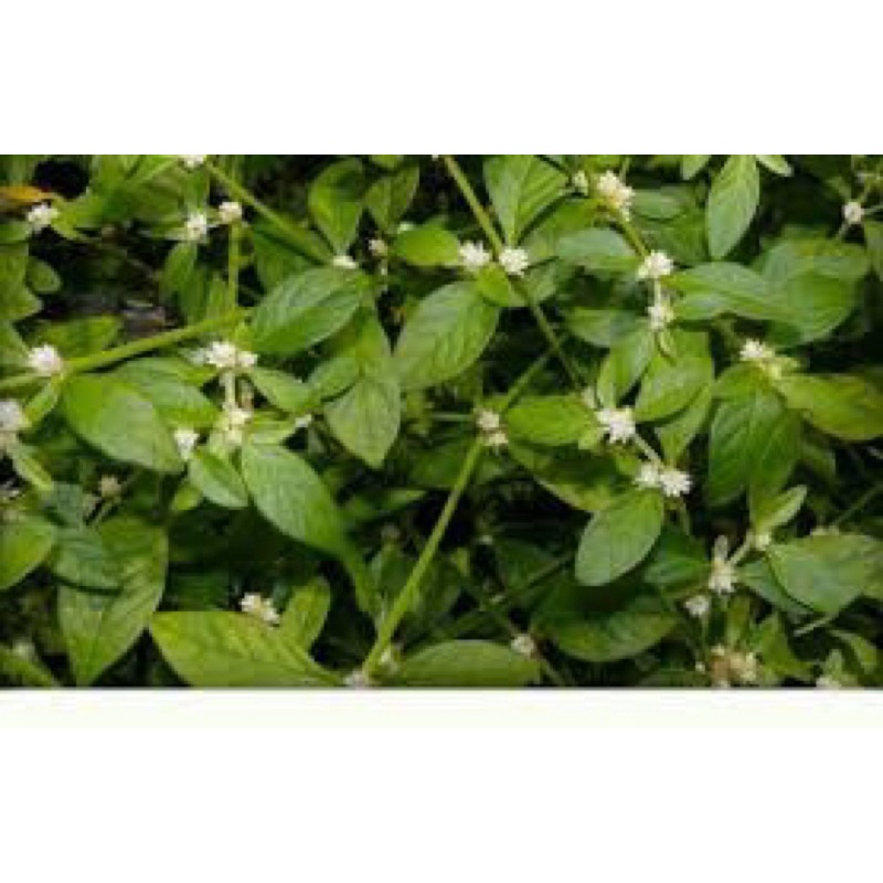 Dwarf copperleaf powder bukit keremak powder (alternanthera sessilis