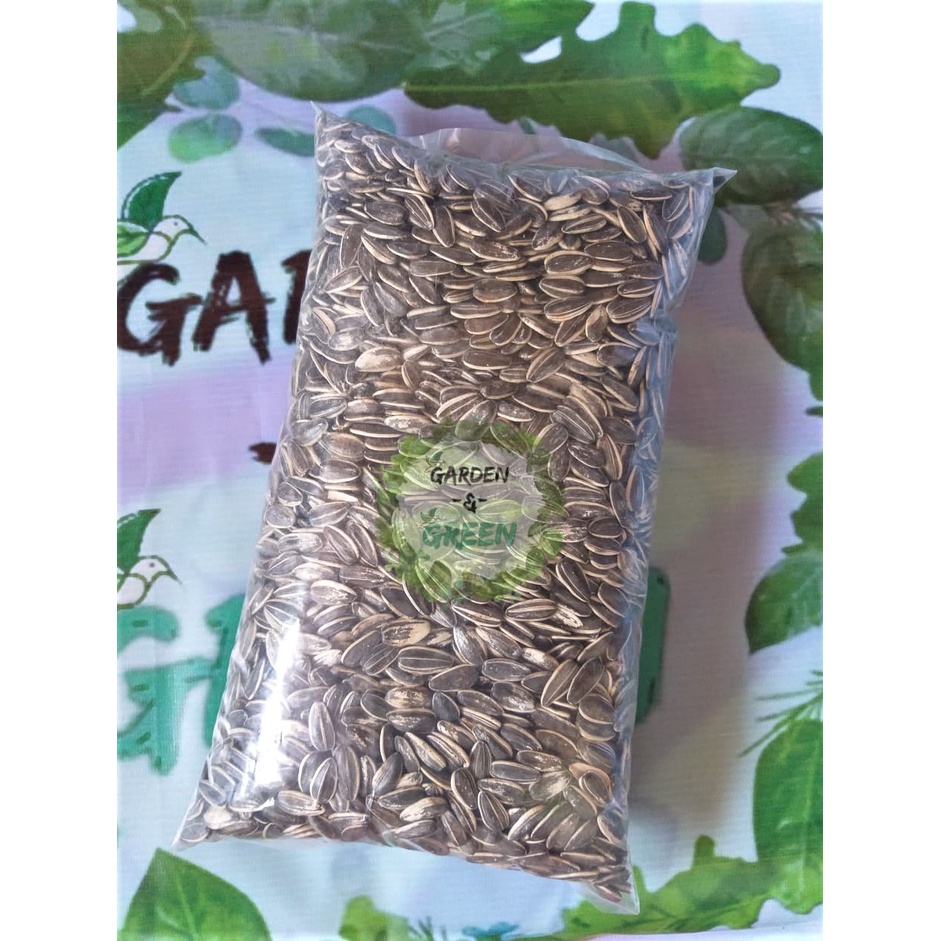 Giant Sunflower Seeds 250g500g1kg Shopee Philippines