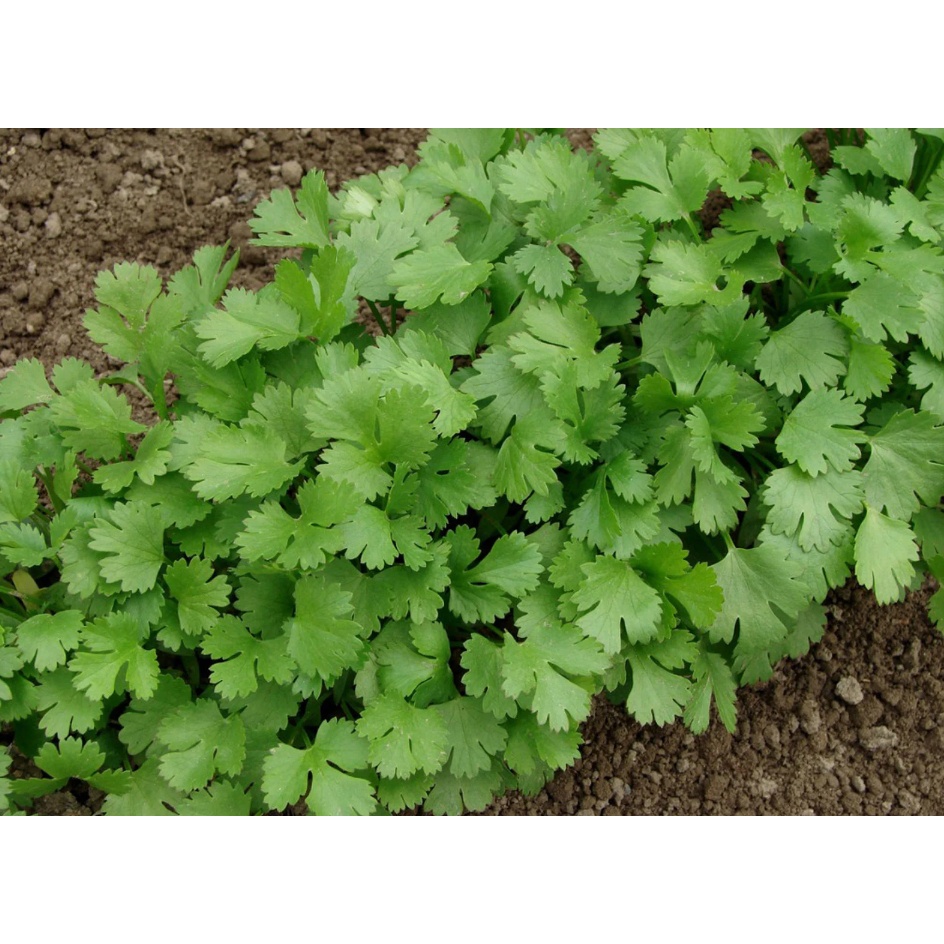 Sulit Pack Italian Parsley Coriander Vegetable Seeds ( 1000 seeds
