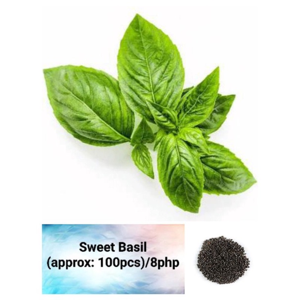 Sweet Basil Seeds (approx 100pcs) Shopee Philippines