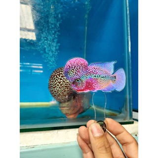 Shop flowerhorn for Sale on Shopee Philippines