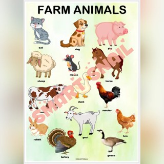 Laminated ANIMALS, INSECTS and DINOSAURS Educational Wall Charts for ...