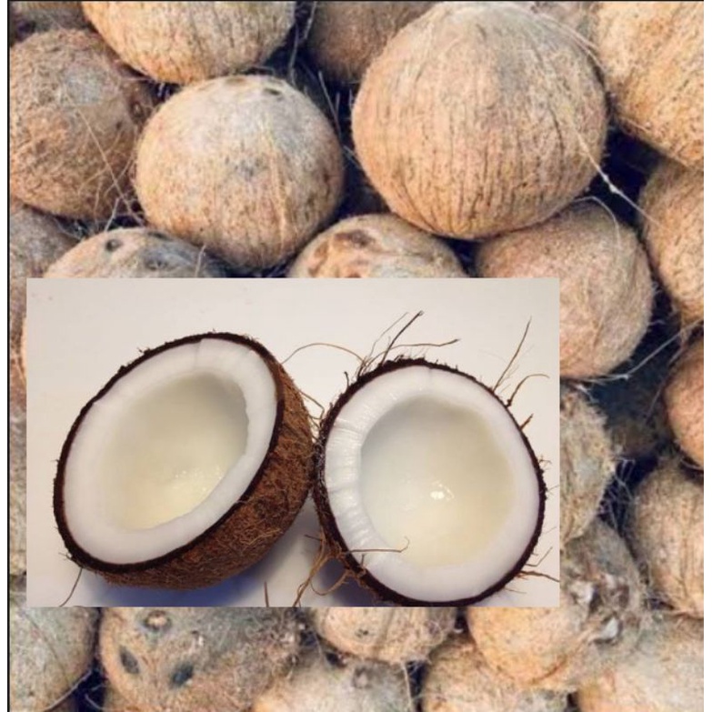 Bunga Ng Niyogcoconut Treeniyog 1pcs Shopee Philippines 5264